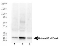 Histone H3, Monomethyl Lys37 Antibody, Novus Biologicals 0.05mg:Antibodies,